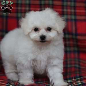 Gracie, Bichon Frise Puppy